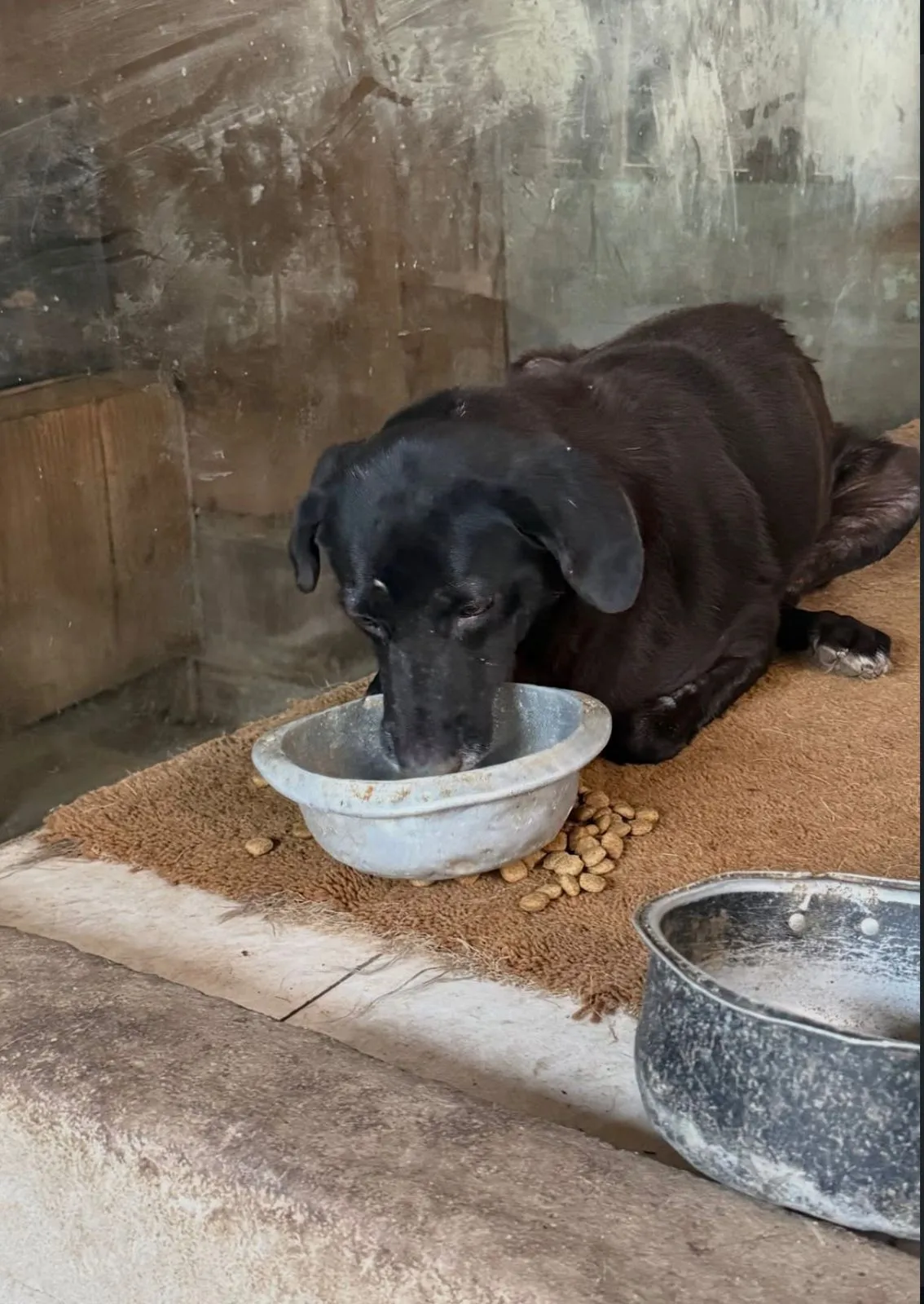 Cão resgatado aguardando adoção
